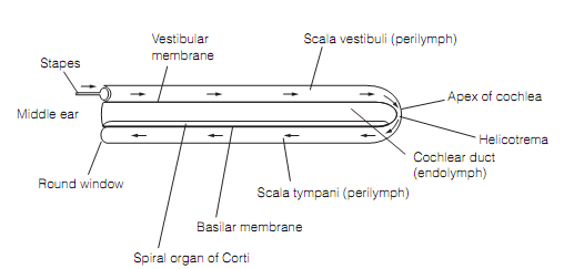 578_Inner ear anatomy.png